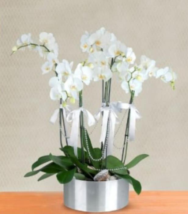 Dört Dal Beyaz Orkide 