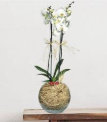 Akvaryum Vazoda Çift Dal Beyaz Orkide Aranjmanı